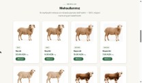 Qurban.az — Onlayn halal qurban sifarişi